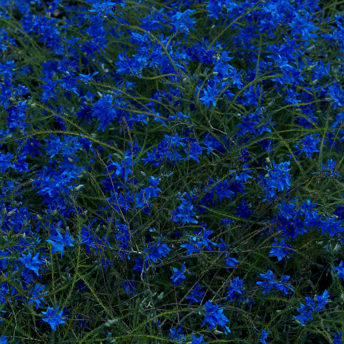 Jefre Cantu-Ledesma · Gift Songs